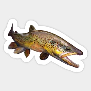 The Wild Brown Trout Sticker